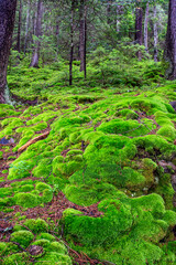 Fluffy bright green moss in a wild mountain forest. Carpathian mountains, Ukraine.