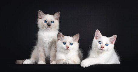 Group of three Ragdoll cat kittens sitting and laying on a row. All looking towards camera with mesmerizing blue eyes. Isolated on black background.
