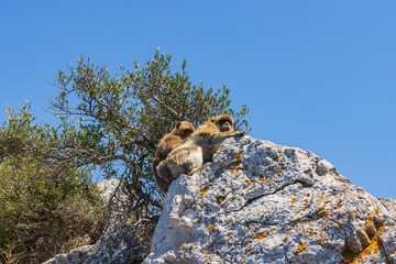 the legendary monkeys of gibraltar