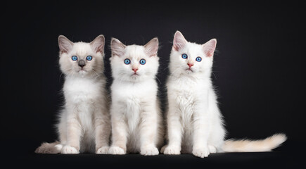 Group of three Ragdoll cat kittens sitting on a row. All looking towards camera with mesmerizing...