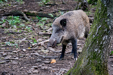 Wildschwein ( Sus scrofa ).