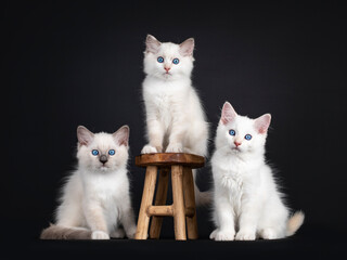 Group of three Ragdoll cat kittens sitting on and beside little wooden stool. All looking towards...