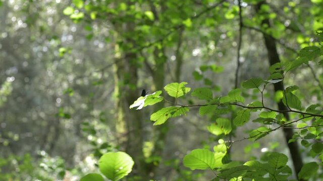 Dragonfly on green leaves swaying in the wind breeze