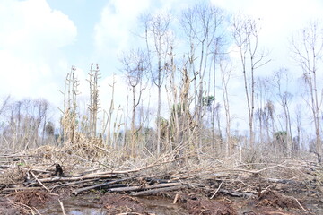 Dry trees panorama