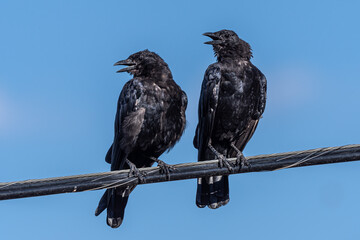 Chatting American Crows (Corvus brachyrhynchos) on a Power Line