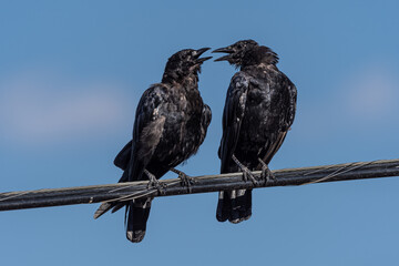 Chatting American Crows (Corvus brachyrhynchos) on a Power Line