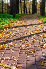 Obraz premium Autumn leaves on a cobblestone alley