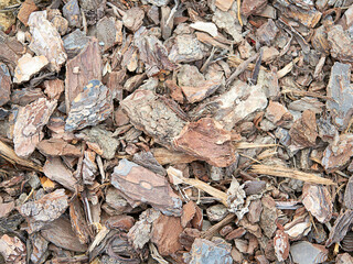 Piece of trunk isolated on background.