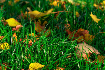 Fallen leaves on the green grass.