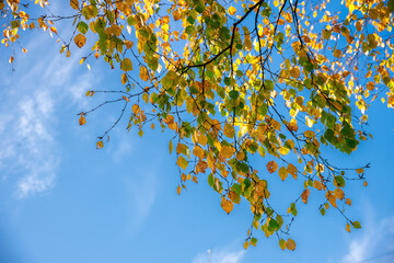 Birch autumn foliage in the blue sky.