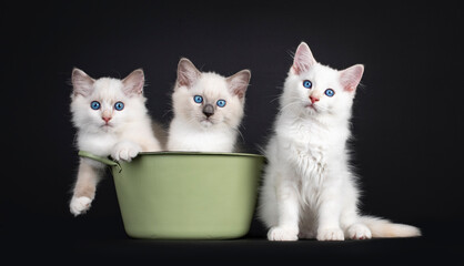 Group of three Ragdoll cat kittenssitting in and beside a green tub. All looking towards camera...