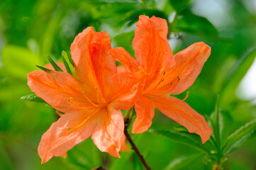 Fototapeta premium ツツジ