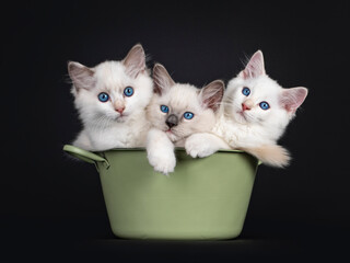 Group of three Ragdoll cat kittens stuffed in a green tub. All looking towards camera with mesmerizing blue eyes. Isolated on black background.