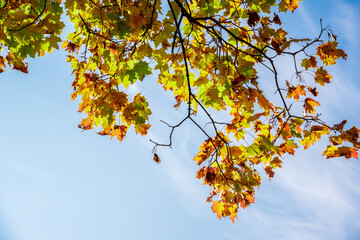 Maple tree with autumn Golden leaves.