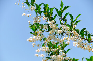 Fototapeta premium 春の花