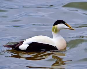 A drake Common Eider comes close to shore - Iceland