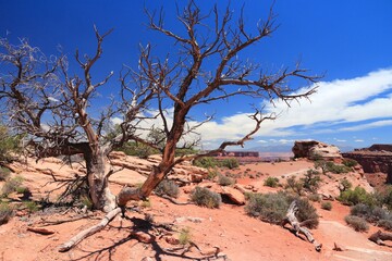 United States nature - Canyonlands