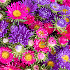 multicolored chrysanthemum flowers top view, seamless natural background