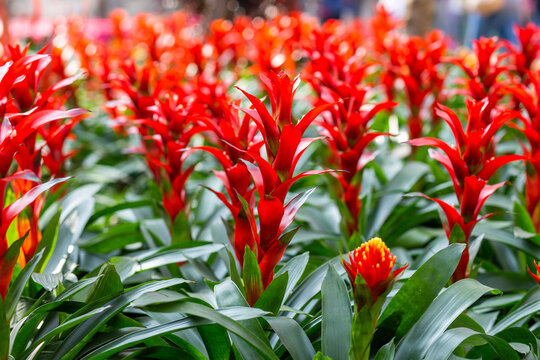 Red Flower Garden Field