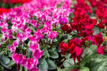 Pink flower garden fields