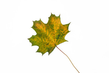 Green and yellow maple leaf isolated on white background