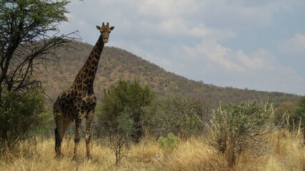 Bull giraffe, Boekenhoutfontein  Farm, North West, South Africa