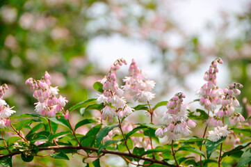春の花