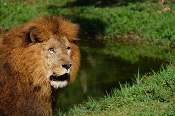 lion in the grass
