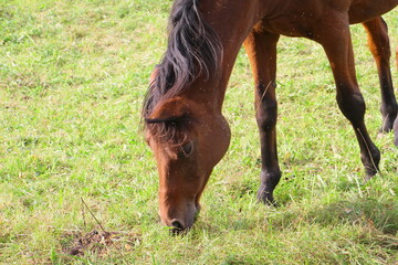 pferd