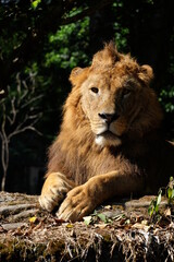 lion in the zoo