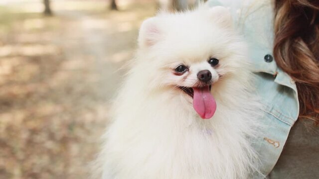 White fluffy cute pomeranian dog outdoors on an autumn day. Enjoying the fall. Smiling happy dog. Selective focus. Place for text.