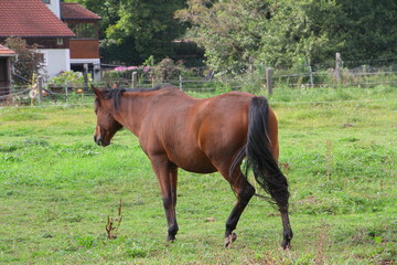 Fototapeta premium pferd