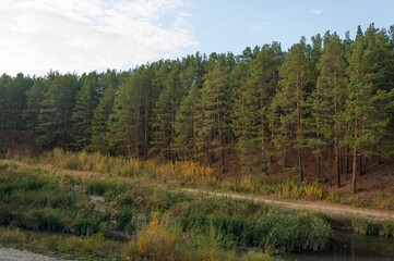 Footpath in scene autumn forest nature.
