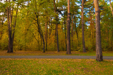 Footpath in scene autumn forest nature.