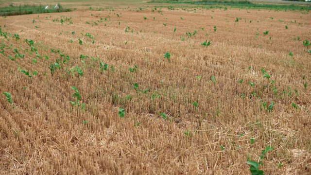 stubble in thie field