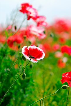 虞美人草images Browse 650 Stock Photos Vectors And Video Adobe Stock