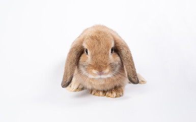 Rabbit Ram breed, brown color, isolated on white background.