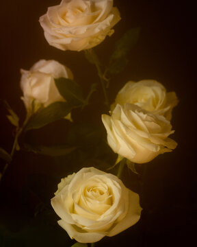 White roses with Vintage Editing