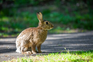 Kaninchen im Park auf Weg, Köln