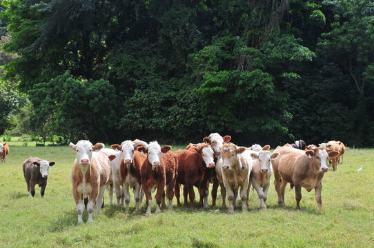 VACAS
