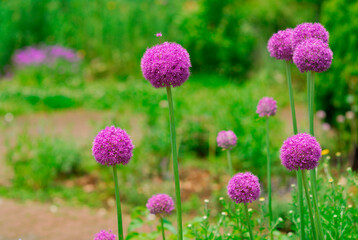 Obraz premium 春の花