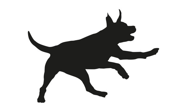 Black dog silhouette. Running american staffordshire terrier puppy. Isolated on a white background.