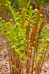 Fototapeta premium 山野草