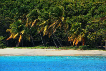 Karaibska plaża z palmami 