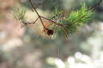 pine branch with a cone in the foreground, blurred background