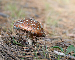 mushroom in the forest in the grass close up in the natural environment