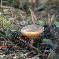 mushroom in the forest in the grass close up in the natural environment