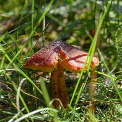 mushroom in the forest in the grass close up in the natural environment