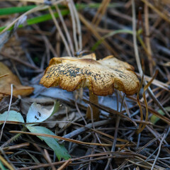 mushroom in the forest in the grass close up in the natural environment