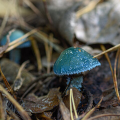 mushroom in the forest in the grass close up in the natural environment